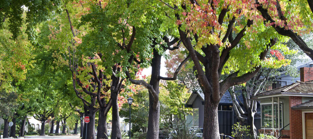 Alameda Photo