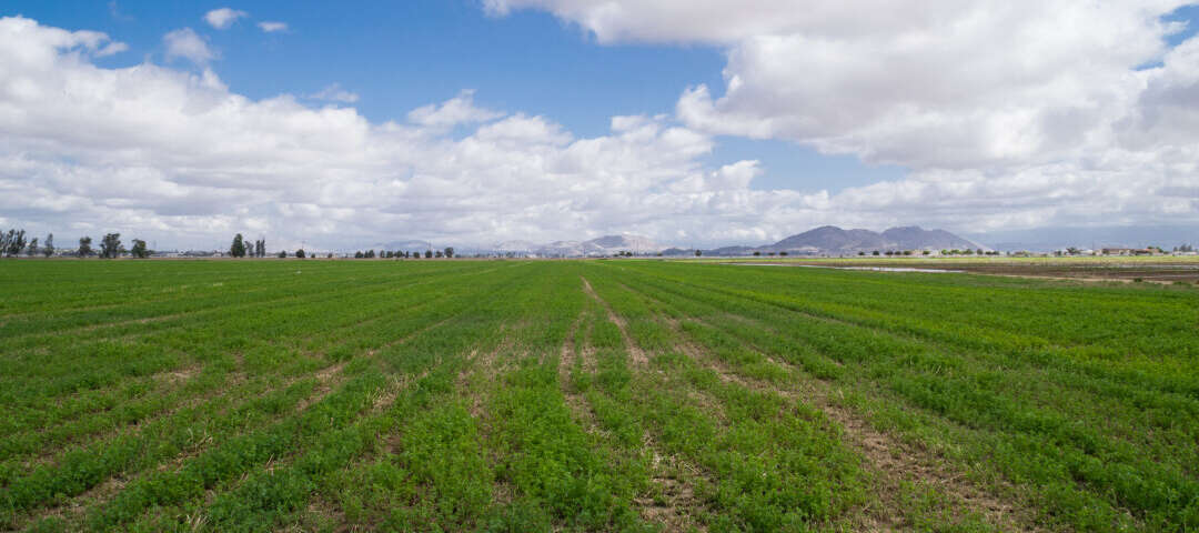 Menifee Photo