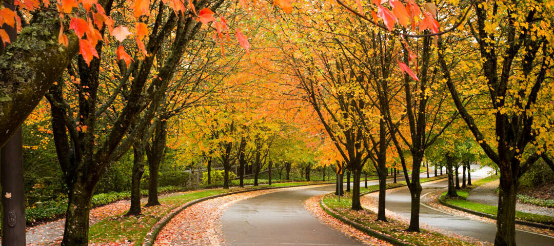 Tigard Photo
