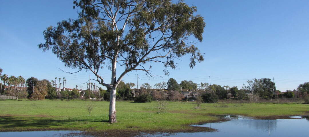 Torrance Photo